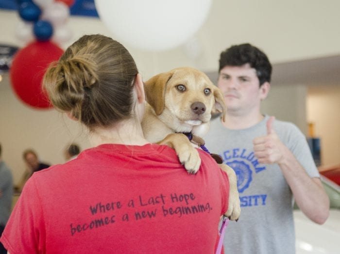 last hope k9 adoptable dogs last hope k9 adoptable dogs