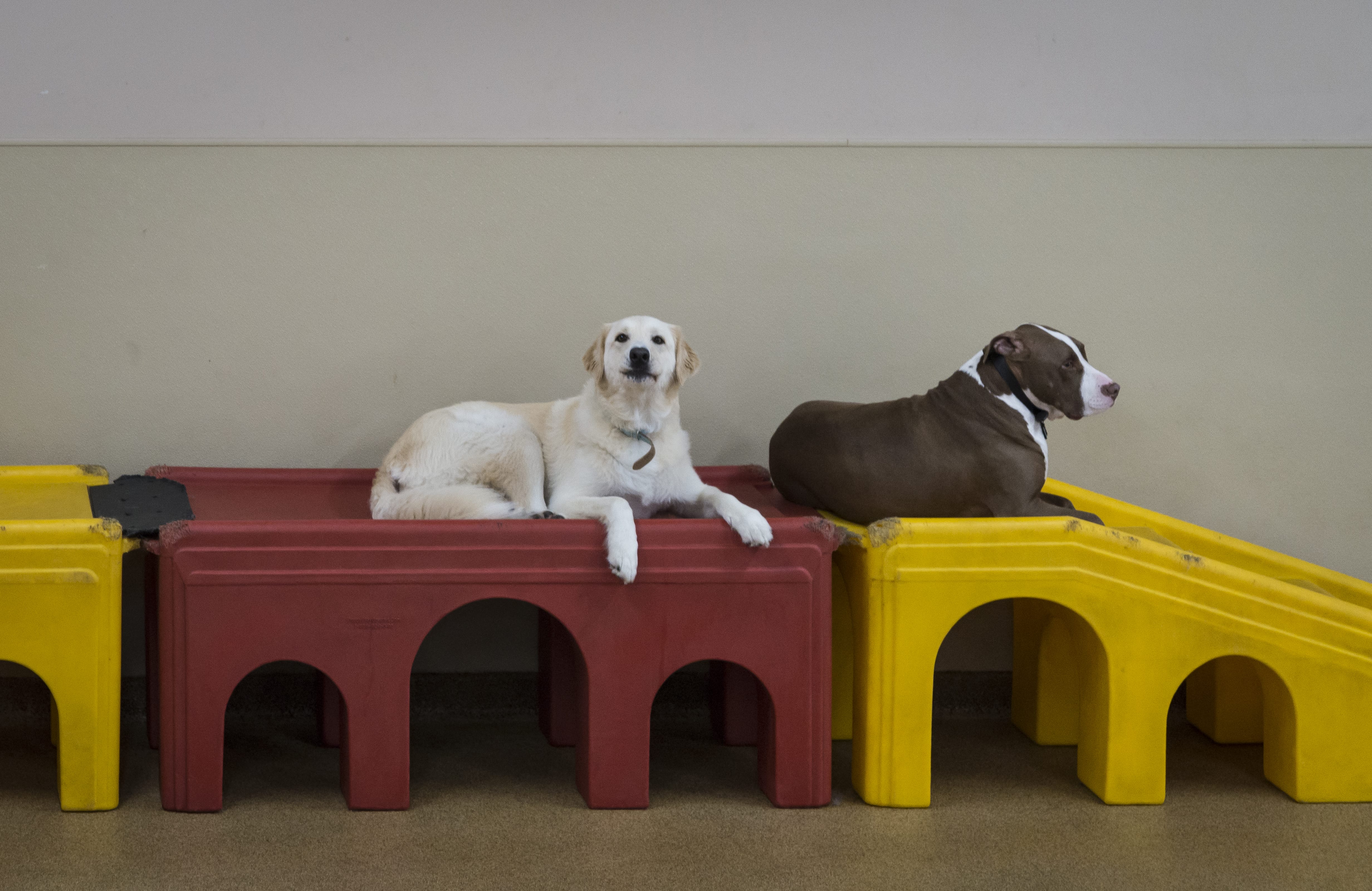 Life is anything but ruff The Red Dog Pet Resort & Spa is coming to