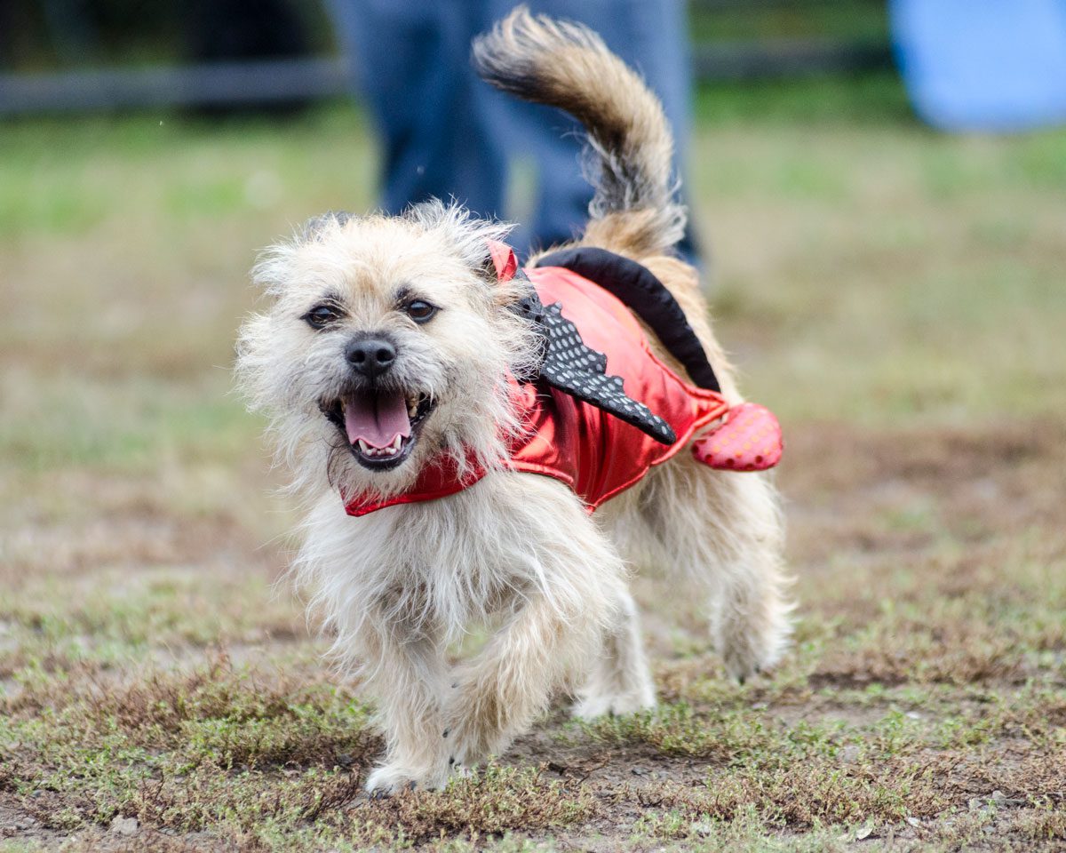 Sparky Gets Spooky For Halloween Itemlive Itemlive