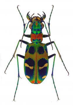 Spotted Tiger Beetle