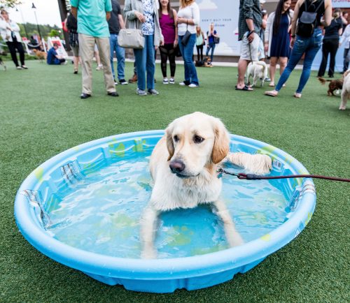 MarketStreet Lynnfield will host its first Yappy Hour of the season May 22.