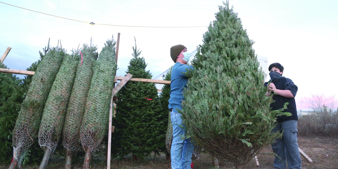 Saugus scouts enjoy brisk Christmas tree sales Itemlive Itemlive